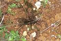 Dolomedes_minor_F2405_Z_82_HW 43 _Nieuw-Zeeland